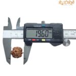 Ganesha Rudraksha - (19.60 MM)