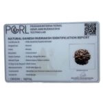 Ganesha Rudraksha - (19.60 MM)