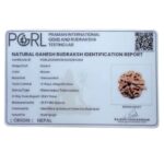 Ganesha Rudraksha - (19.97 MM) - (Rudrapuja)