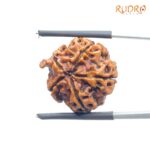 Ganesha Rudraksha - (19.97 MM) - (Rudrapuja)