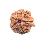 Ganesha Rudraksha - (19.97 MM) - (Rudrapuja)