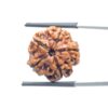 Ganesha Rudraksha - (19.97 MM) - (Rudrapuja)