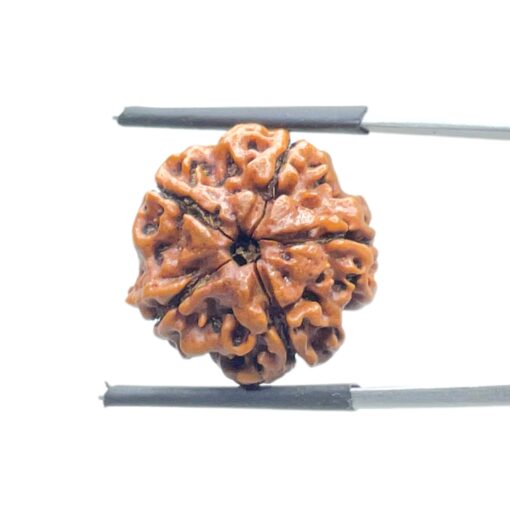Ganesha Rudraksha - (19.97 MM) - (Rudrapuja)