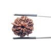 Ganesha Rudraksha - (20.58 MM)
