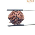 Ganesha Rudraksha - (20.58 MM)