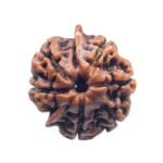 Ganesha Rudraksha - (20.58 MM)