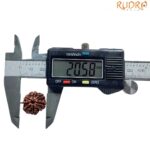 Ganesha Rudraksha - (20.58 MM)