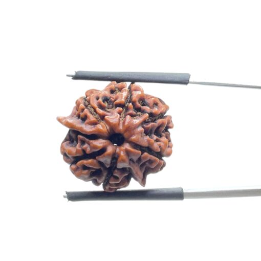 Ganesha Rudraksha - (20.58 MM)