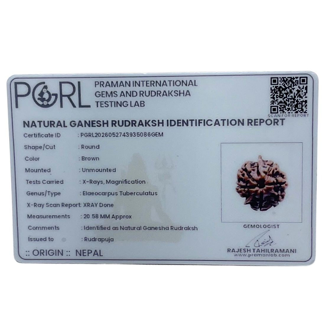 Ganesha Rudraksha - (20.58 MM)