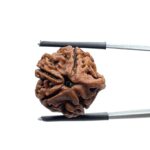 Ganesha Rudraksha - (20.78 MM)