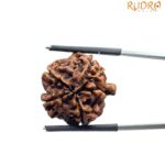 Ganesha Rudraksha - (20.78 MM)