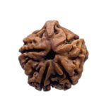 Ganesha Rudraksha - (20.78 MM)