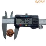 Ganesha Rudraksha - (20.78 MM)