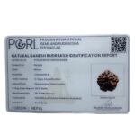 Ganesha Rudraksha - (20.78 MM)