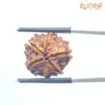 Double Ganesha Rudraksha - (18.87 MM) - (Rudrapuja)