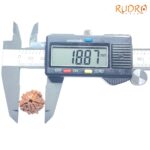 Double Ganesha Rudraksha - (18.87 MM) - (Rudrapuja)