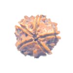 Double Ganesha Rudraksha - (18.87 MM) - (Rudrapuja)