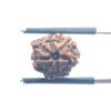 Ganesha Rudraksha - (13.70 MM)