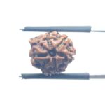 Ganesha Rudraksha - (13.70 MM)