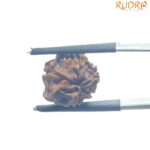 Ganesha Rudraksha - (13.70 MM)