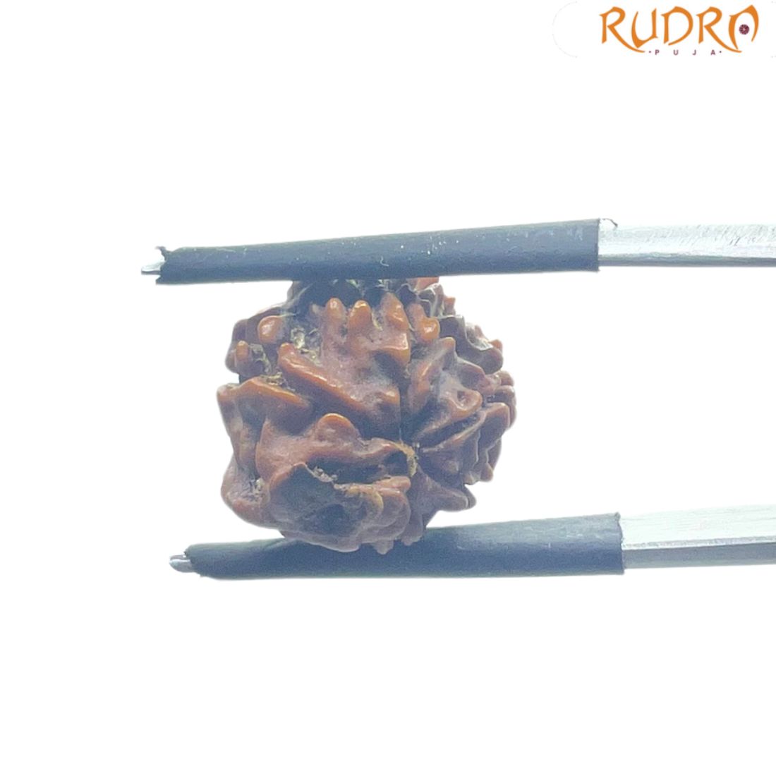 Ganesha Rudraksha - (13.70 MM)