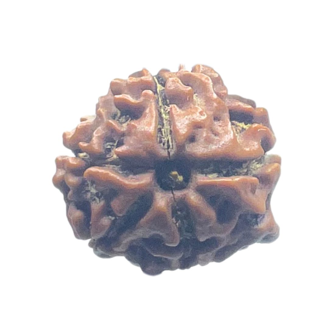 Ganesha Rudraksha - (13.70 MM)
