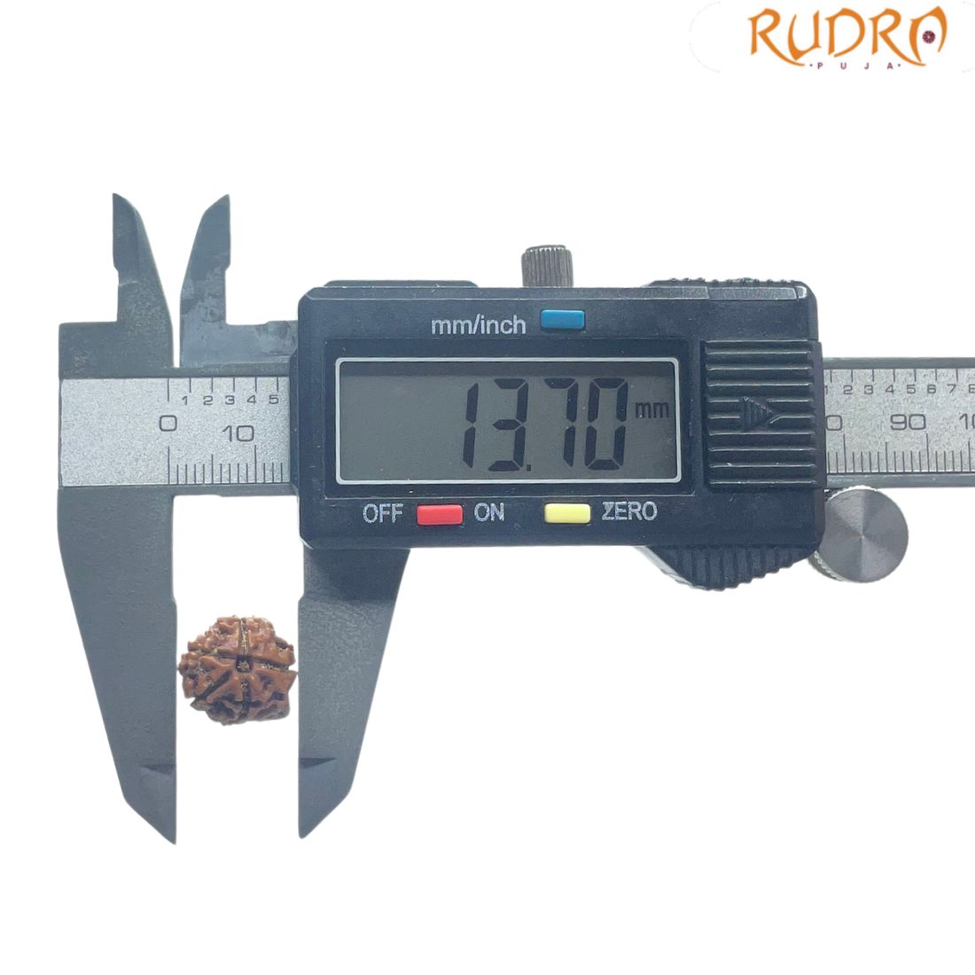 Ganesha Rudraksha - (13.70 MM)