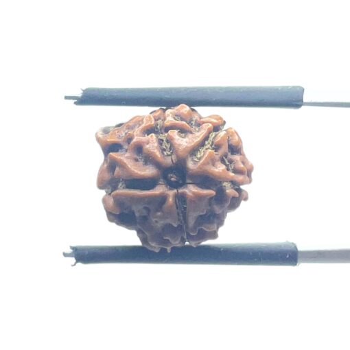 Ganesha Rudraksha - (13.70 MM)