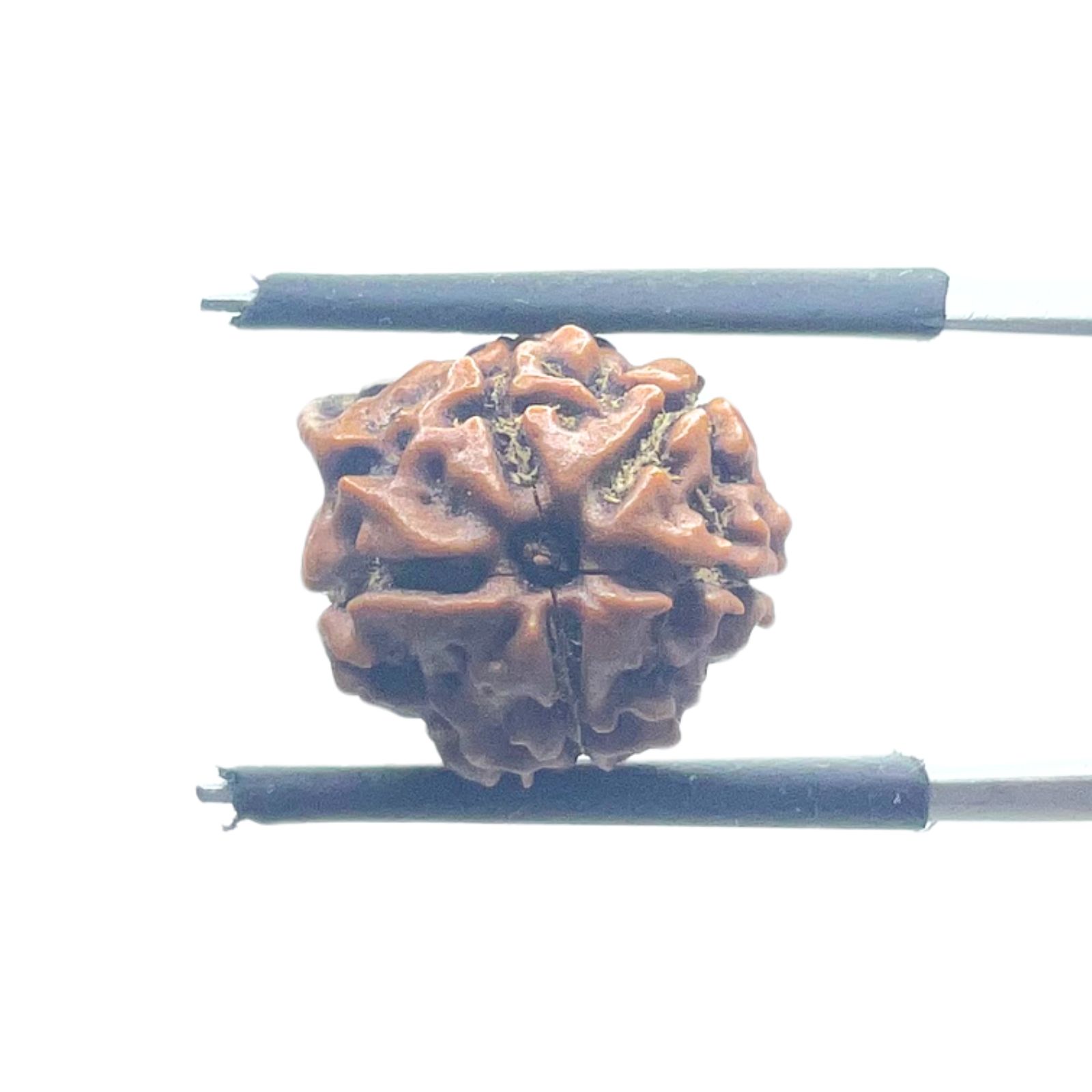 Ganesha Rudraksha - (13.70 MM)