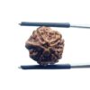 Ganesha Rudraksha - (15.50 MM)