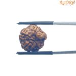 Ganesha Rudraksha - (15.50 MM)