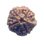 Ganesha Rudraksha - (15.50 MM)