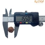 Ganesha Rudraksha - (15.50 MM)