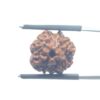 Ganesha Rudraksha - (15.82 MM) - (Rudrapuja)