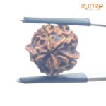 Ganesha Rudraksha - (15.82 MM) - (Rudrapuja)