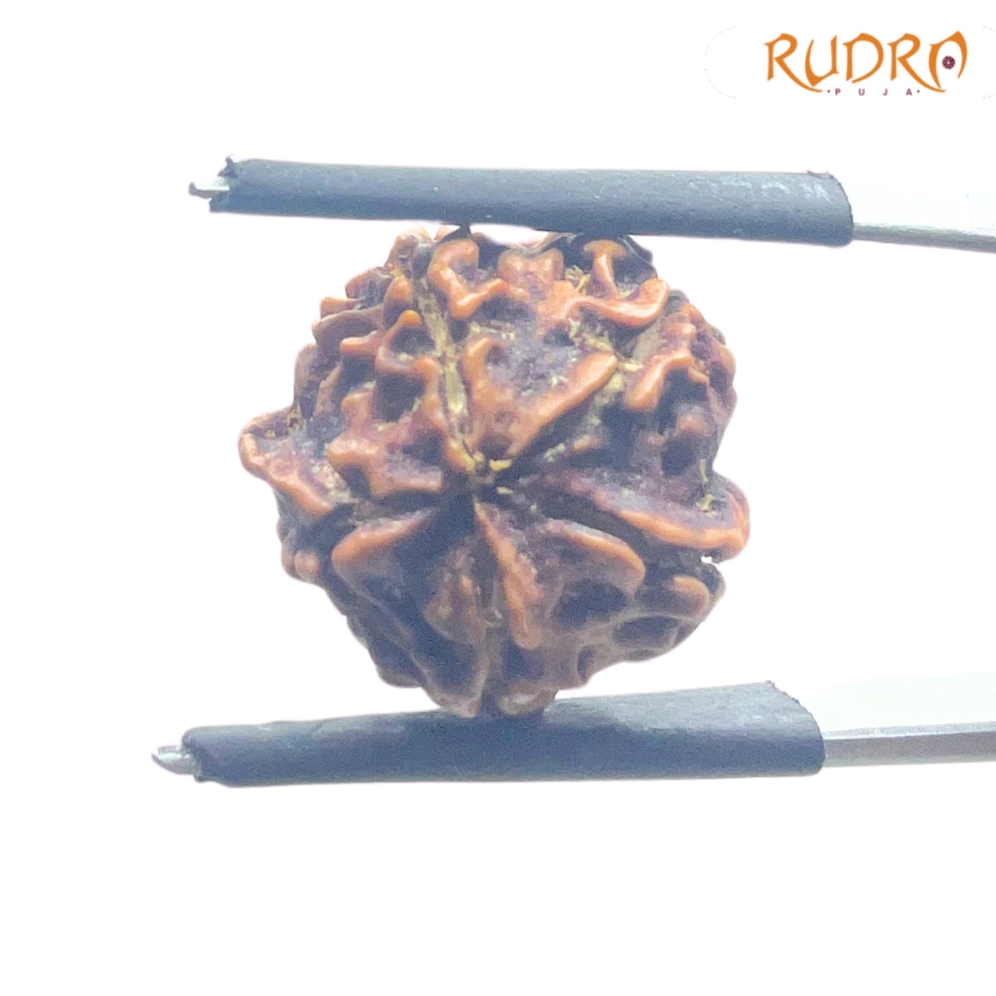 Ganesha Rudraksha - (15.82 MM) - (Rudrapuja)