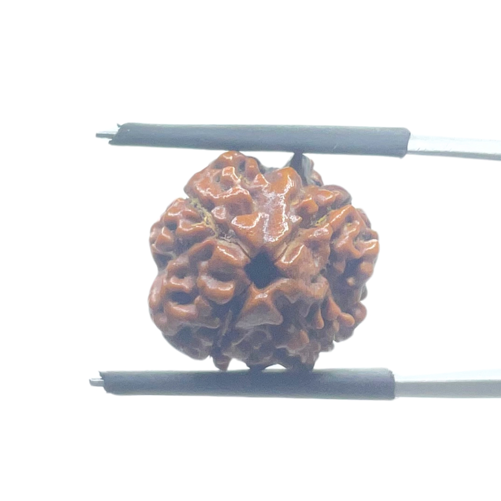 Ganesha Rudraksha - (15.82 MM) - (Rudrapuja)