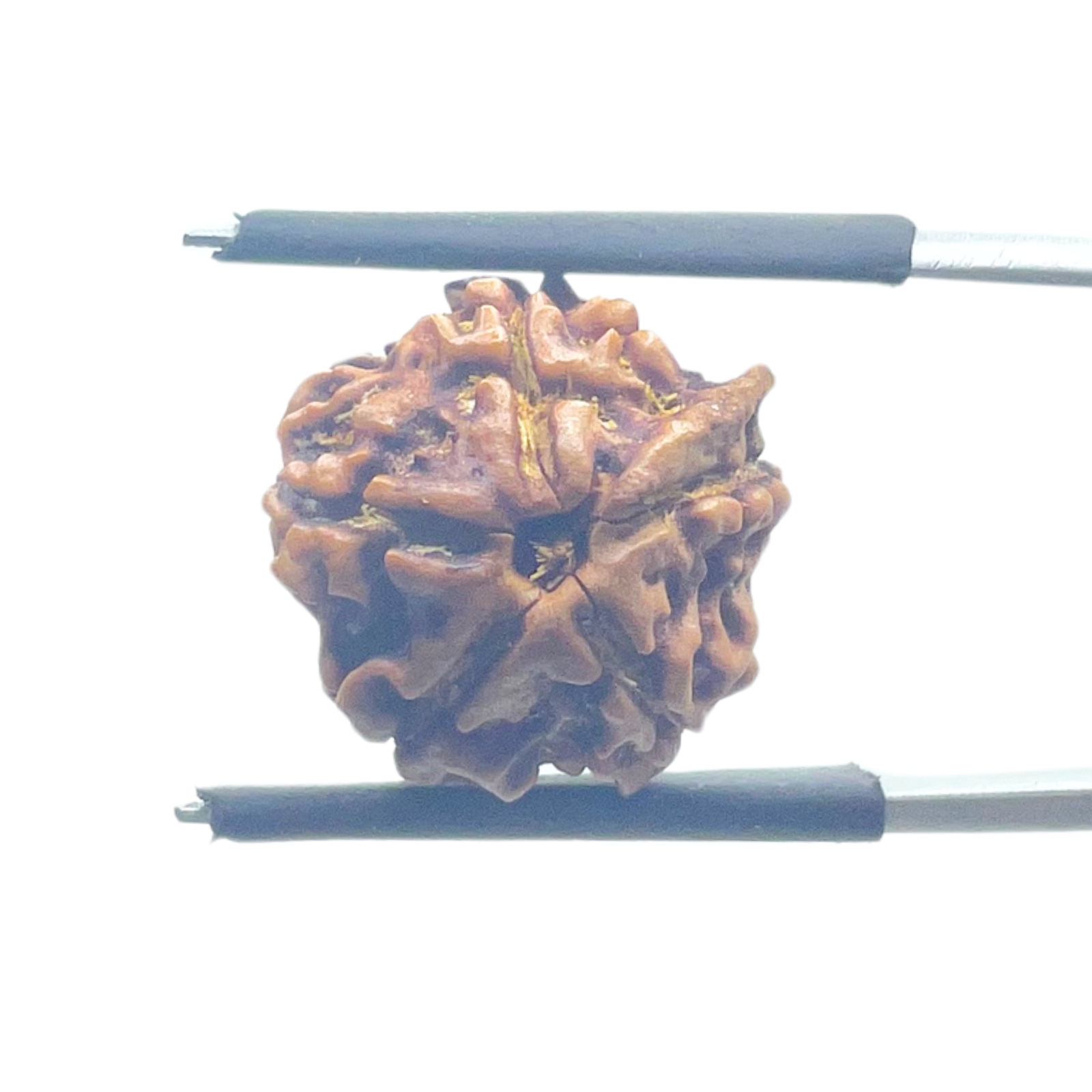Ganesha Rudraksha - (15.82 MM) - (Rudrapuja)