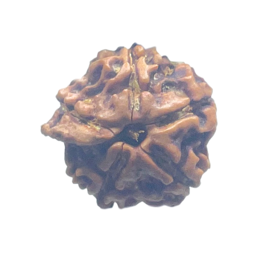 Ganesha Rudraksha - (15.82 MM) - (Rudrapuja)
