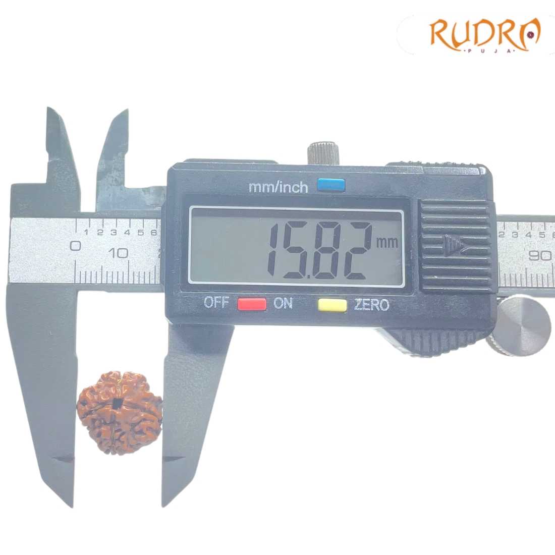 Ganesha Rudraksha - (15.82 MM) - (Rudrapuja)
