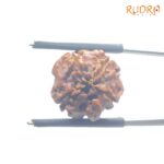 Ganesha Rudraksha - (15.82 MM) - (Rudrapuja)