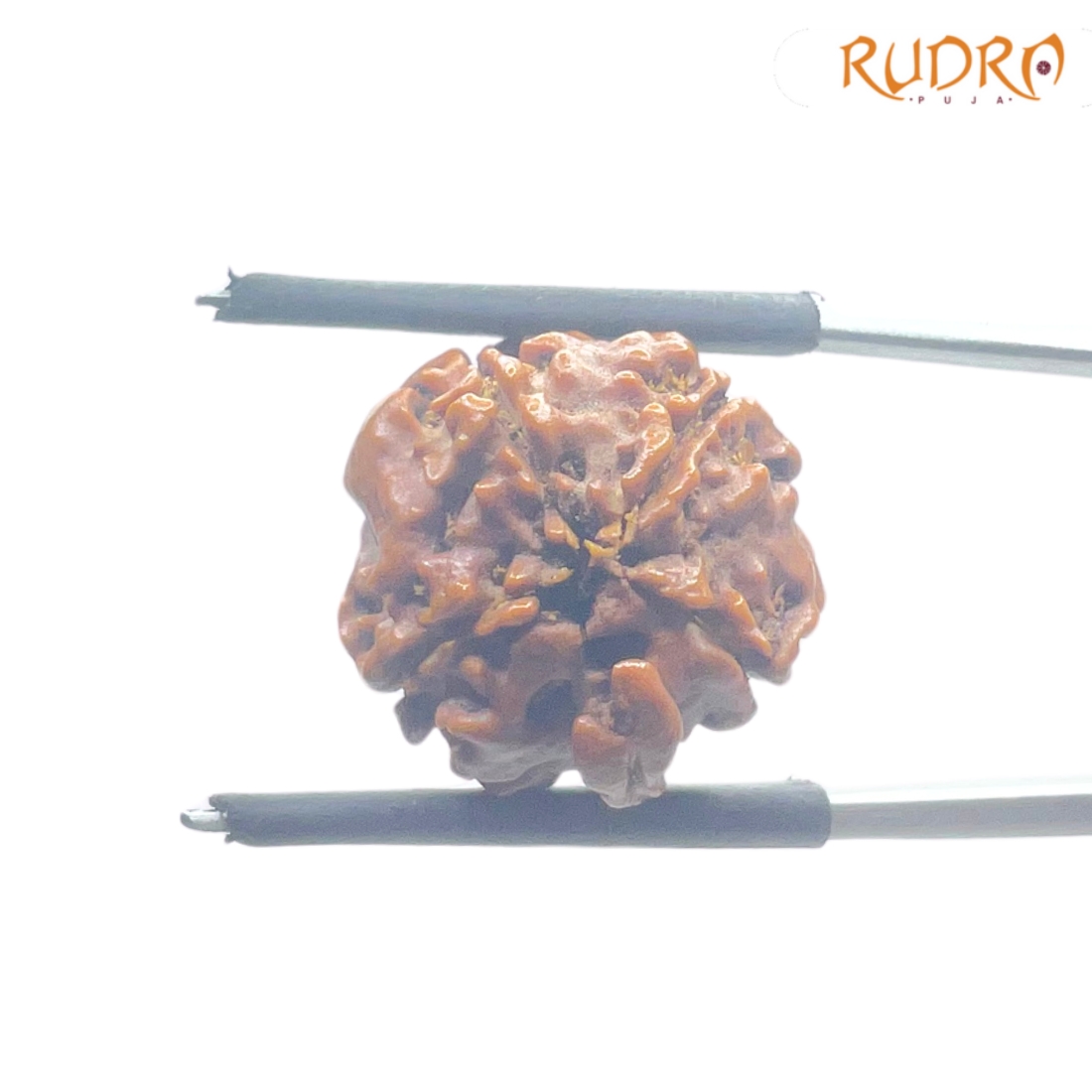 Ganesha Rudraksha - (15.82 MM) - (Rudrapuja)