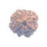 Ganesha Rudraksha - (15.82 MM) - (Rudrapuja)