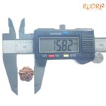 Ganesha Rudraksha - (15.82 MM) - (Rudrapuja)