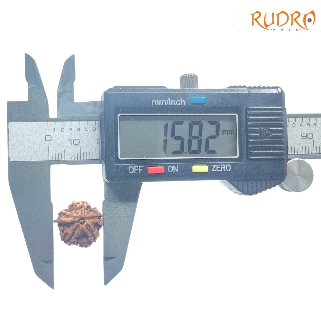 Ganesha Rudraksha - (15.82 MM) - (Rudrapuja)