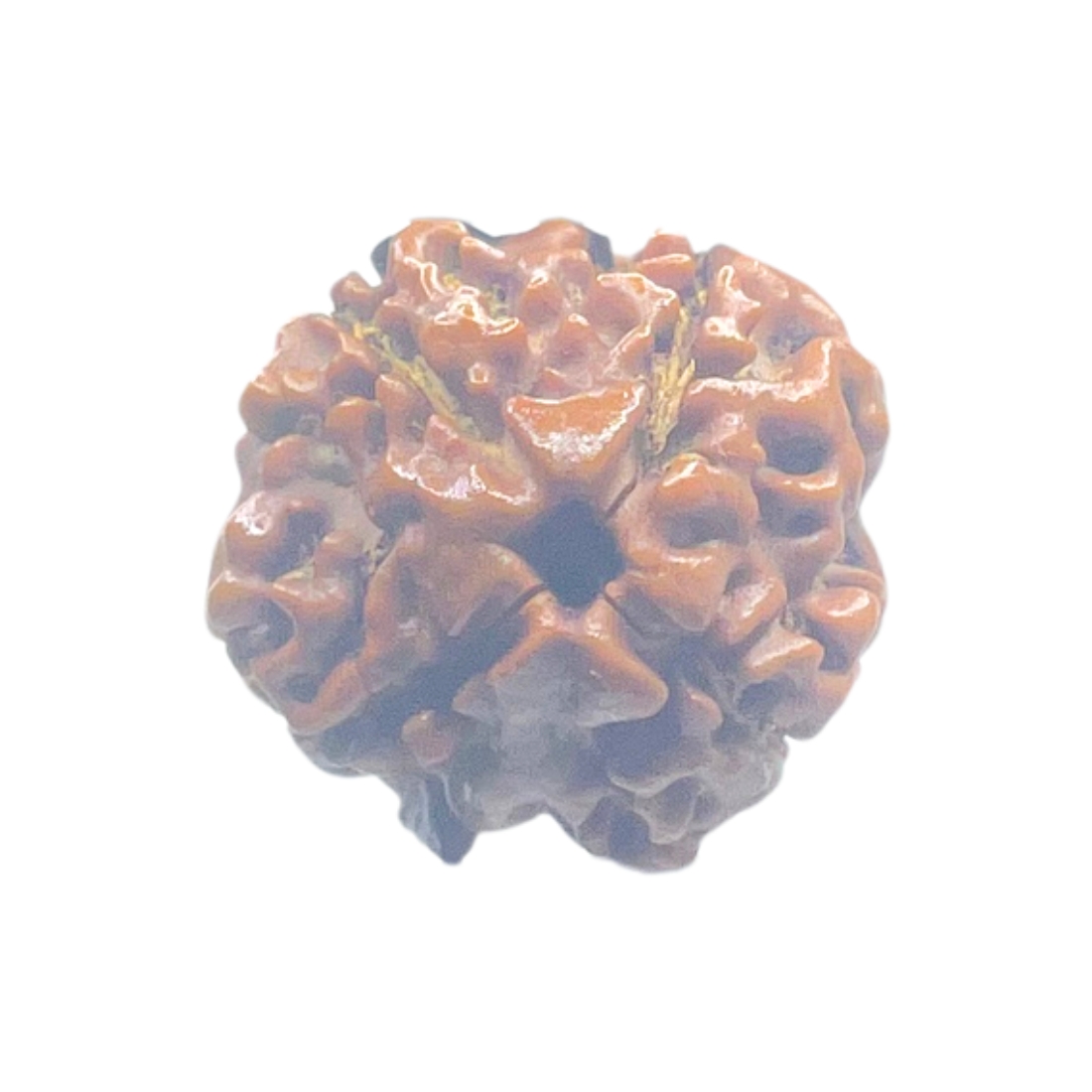 Ganesha Rudraksha - (15.82 MM) - (Rudrapuja)