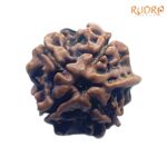 Ganesha Rudraksha - (16.16 MM) - (Rudrapuja)