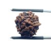Ganesha Rudraksha - (16.16 MM) - (Rudrapuja)