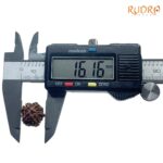 Ganesha Rudraksha - (16.16 MM) - (Rudrapuja)