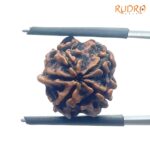 Ganesha Rudraksha - (16.16 MM) - (Rudrapuja)